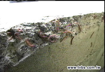 「馬陸」大量出沒　地震真的發生了