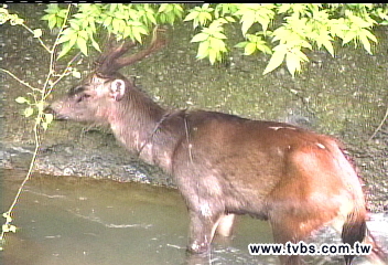 保育動物水鹿跌落溪谷　民眾搶救！