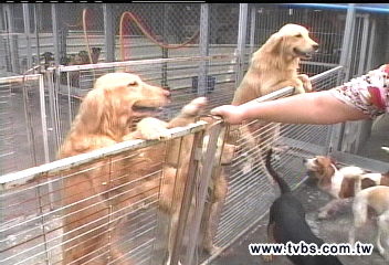 17黃金獵犬遭棄山區 骨瘦如柴