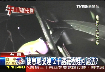 棲息地改建 2千諸羅樹蛙何處去?