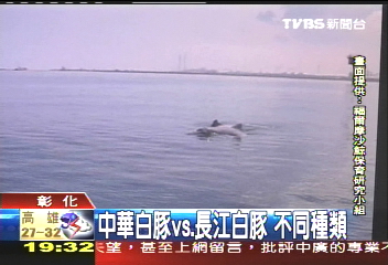 「中華白海豚」僅存百隻　彰濱海域現跡