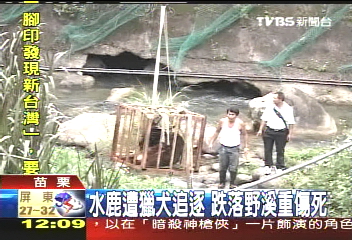 水鹿遭獵犬追逐　跌落野溪重傷死