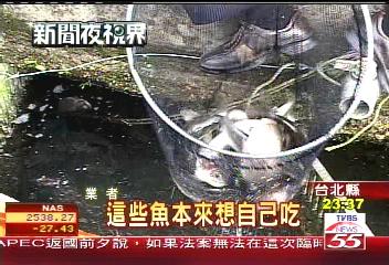 鱷魚接連出沒　嚇壞民眾人心惶惶