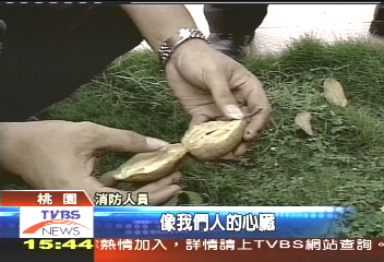 「人心果」然毒? 過敏體質者要小心