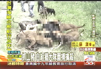 抓山豬 自組獵犬隊圍捕擒殺