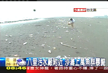 八里污水廠附近 沙灘上萬魚群暴斃