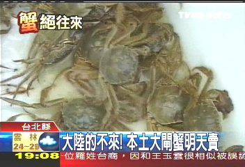價格漲3倍! 本土大閘蟹超搶手