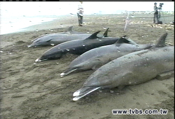 台北港50鯨豚擱淺　2天共9死