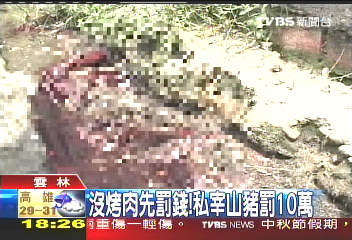 沒烤肉先罰錢! 私宰山豬罰10萬