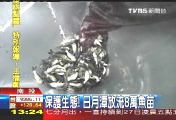 保護生態! 日月潭放流8萬魚苗