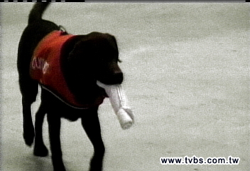14歲少女運毒　靈敏緝毒犬查獲