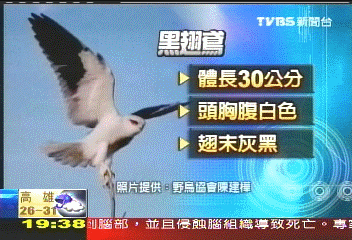 黑翅鳶全紀錄! 「樺哥兒」廢寢忘食