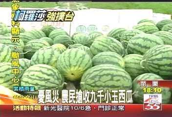 風球柯羅莎/憂風災 農民搶收9千小玉西瓜