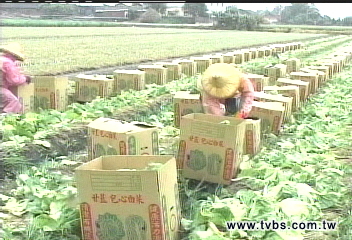 風球柯羅莎/強風襲! 菜農搶收高麗菜、空心菜