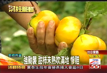 風球柯羅莎／強颱襲！甜柿未熟吹滿地　慘賠