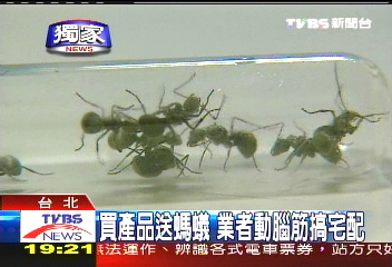 〈獨家〉NASA實驗創意 螞蟻雄兵成寵物