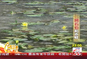 【一步一腳印】為生態盡份心 台北赤蛙守護神-阿石伯 (上)