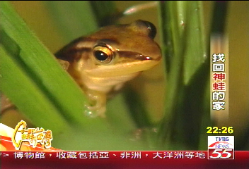 【一步一腳印】找回神蛙的家　「田中博士」復育生態(上)