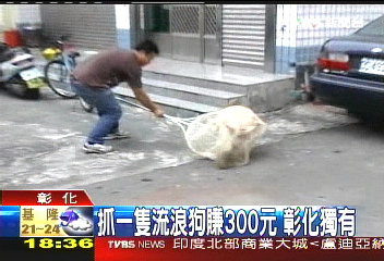 抓一隻流浪狗賺300元 彰化獨有