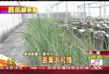 蕃茄園改種蔥　颱風過境發橫財