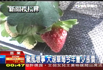 颱風壞事 大湖草莓今年量少漲價