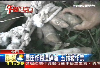 農田作物遭肆虐　五蹄豬作祟