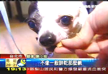 汪！汪！新創意　狗蛋糕受歡迎