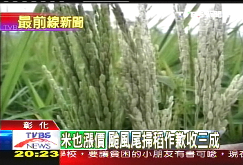 柯羅莎颱風掃　稻作欠收3成