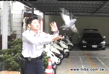 破擄鴿勒贖 警「飛鴿傳書」尋失主