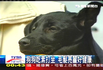 狗狗吃素打坐　毛髮亮麗好健康