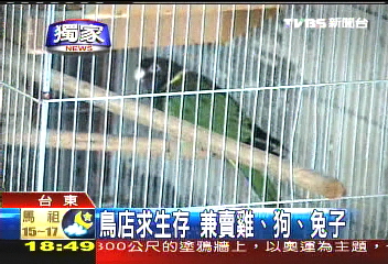 〈獨家〉景氣差鳥難賣　台東鳥店剩兩間