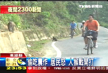 猴滿為患! 旗尾山2年爆增200隻