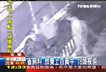 省飼料 放養上百黃牛18頭被偷