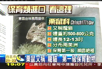 〈獨家〉栗鼠又稱「龍貓」 第一級保育動物