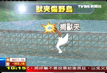 捕獸夾夾傷鳥 養魚戶被愛鳥人罵