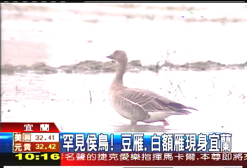 罕見侯鳥! 豆雁、白額雁現身宜蘭