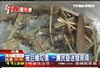被巨蟻咬傷 1農民發高燒
