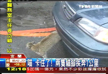 喵~卡住了! 兩隻貓腳疾奔1公里