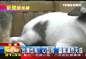 吉娃娃有「心型」胎記 台灣也有!