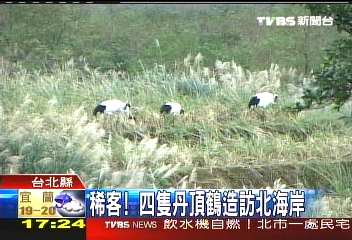 稀客!4隻丹頂鶴 造訪北海岸