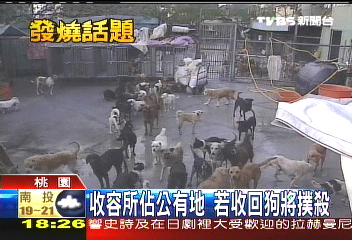 700狗擠收容所　老狗一養10餘年