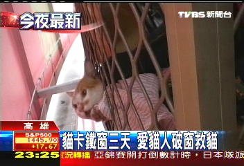 貓卡鐵窗3天 愛貓人破窗救貓