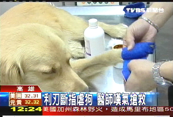 黃金獵犬遭人斷指，聯絡方式？
