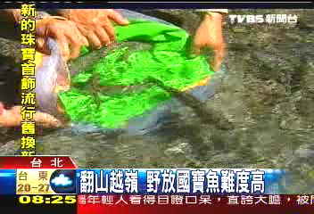 再出發！　野放台灣櫻花鉤吻鮭