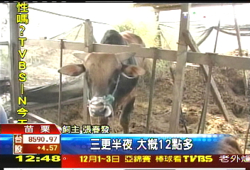 黃牛相繼被偷 立委叔的牛也遭竊