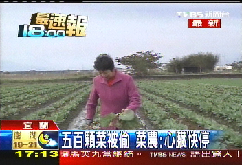 5百顆菜被偷 菜農:心臟快停