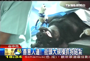 善意人道! 街頭大規模抓狗結紮