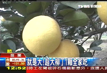 柚子一般大的柳丁，業者？