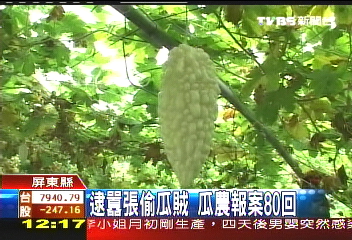 逮囂張偷瓜賊 瓜農報案80回