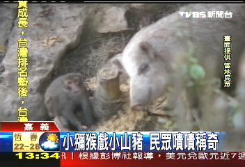 猴豬變兄弟 模樣可愛全都錄